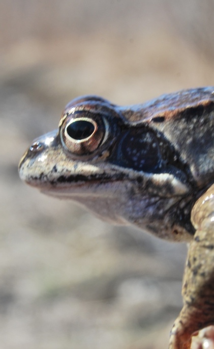 Rana dalmatina vs temporaria - R. temporaria